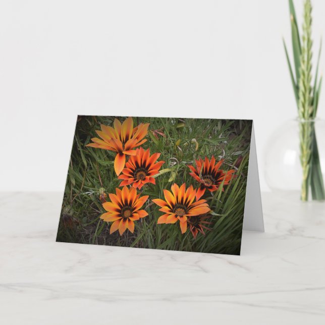 Orange und Black Gazanias Blank Grußkarte Karte (Vorderseite)
