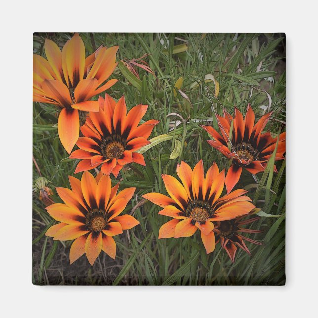 Orange und Black Gazanias Magnet (Vorne)
