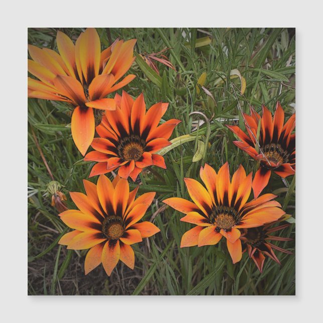 Orange und Black Gazanias Magnetkarte (Vorderseite)