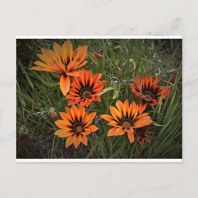 Orange und Black Gazanias Postcard Postkarte (Vorderseite)