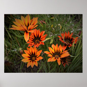 Orange und Black Gazanias Poster