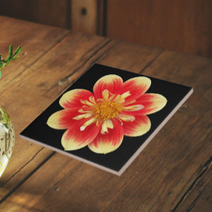 Orange und Gelb Collarette Dahlia Floral Fliese