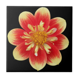 Orange und Gelb Collarette Dahlia Floral Fliese