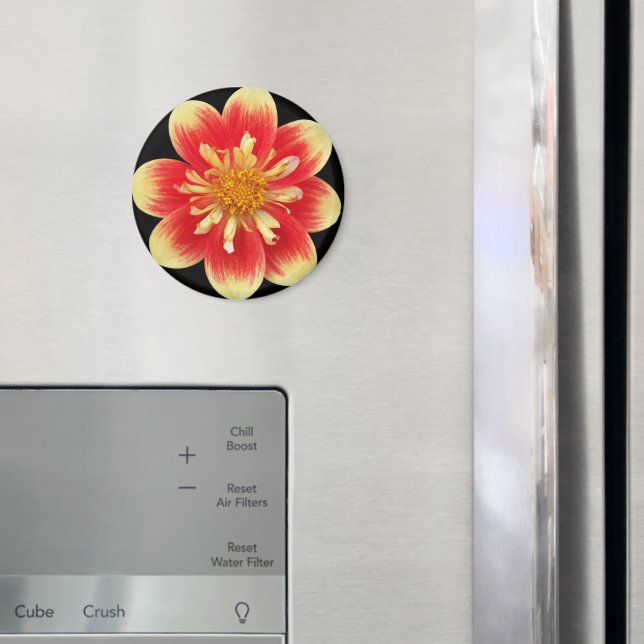 Orange und Gelb Collarette Dahlia Floral Magnet (In Situ (Kühlschrank))