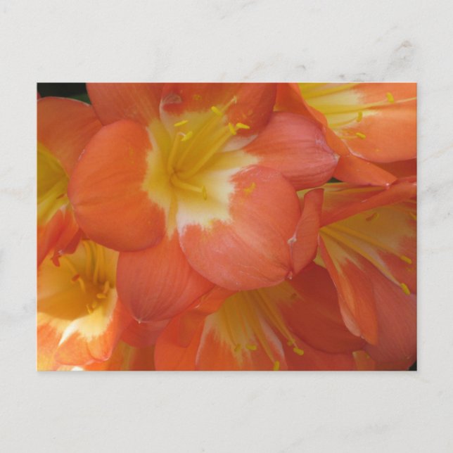 Orange- und Gelbblumen im Longwood Gardens, PA Postkarte (Vorderseite)