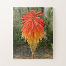 Orange und gelbe Blume