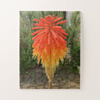 Orange und gelbe Blume