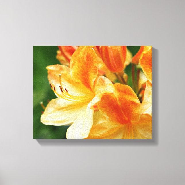Orange und Gelbe Rhododendron Blume Leinwanddruck (Vorderseite)