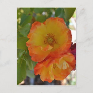 Orange und Gelbe Rose Herbst Postkarte
