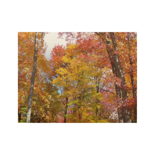 Orange- und Gelbfallbäume Herbstfotografie Holzposter (Vorderseite)