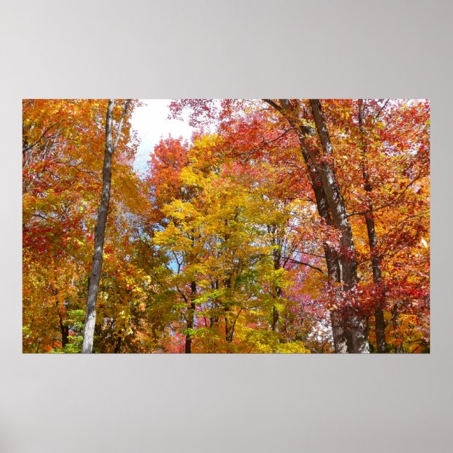 Orange- und Gelbfallbäume Herbstfotografie Poster (Vorne)