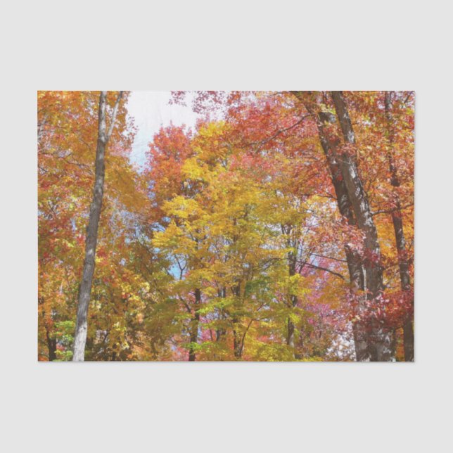 Orange- und Gelbfallbäume Herbstfotografie Seidenpapier (Vorderseite)
