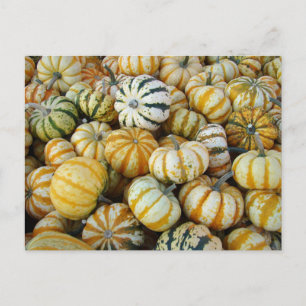 Orange und grüne Herbst-Kürbisse Postkarte