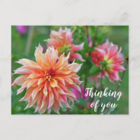 Orange und Pink Dahlia Blume Denken Sie an Sie