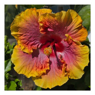 Orange und Rosa Hibiskus Poster