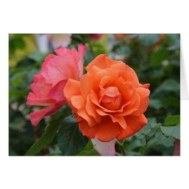 Orange und rosa Rose (Vorderseite (Horizontal))
