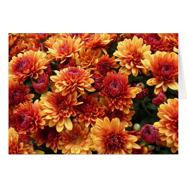 Orange und Rote Mums (Vorderseite (Horizontal))