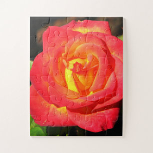 Orange und Rote Rose Nah