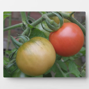 Orange und Rote Tomaten Plaque Fotoplatte
