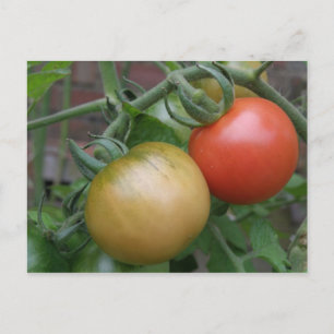 Orange und Rote Tomaten Postkarte
