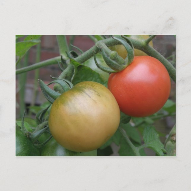 Orange und Rote Tomaten Postkarte (Vorderseite)