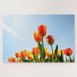 Orange und rote Tulpen von unterhalb