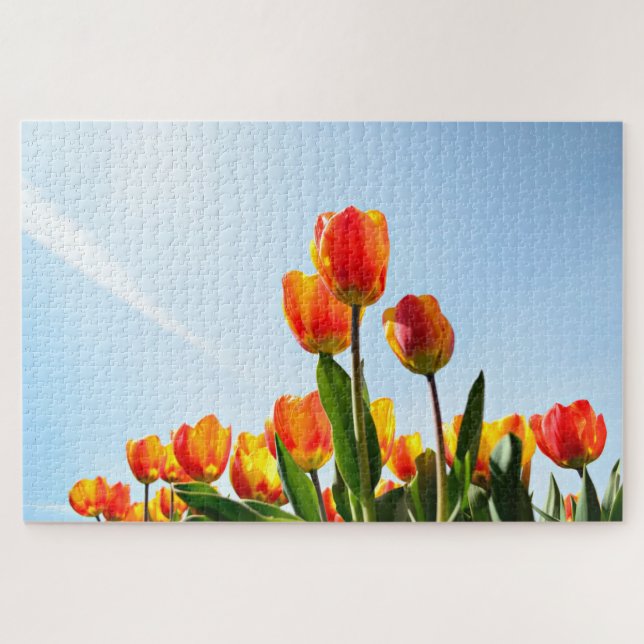 Orange und rote Tulpen von unterhalb (Horizontal)