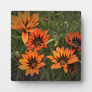Orange und Schwarz Gazanias Foto Plaque mit Easel Fotoplatte