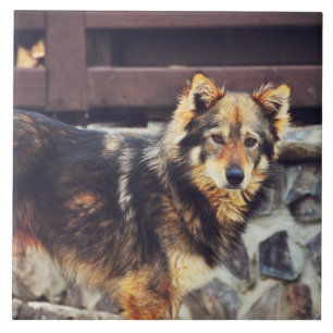 Orange und schwarzer Hund Fliese