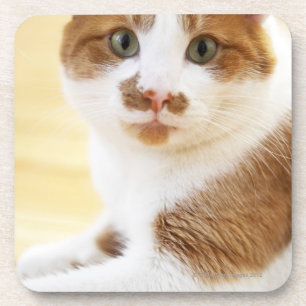 orange und weiße Katze, die Kamera betrachtet Untersetzer