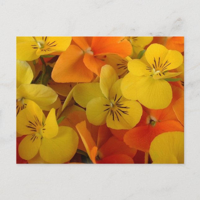 Orange und Yellow Johnny Jump Up Postcard Postkarte (Vorderseite)