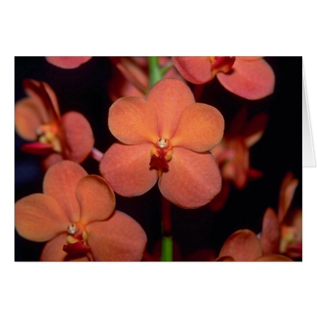 Orange Vanda-Blumen (Vorderseite (Horizontal))