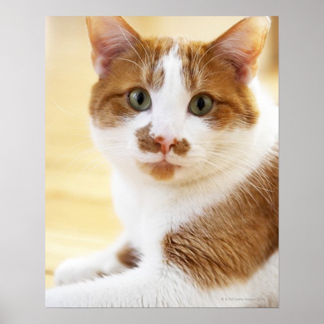 Orange-Weiß-Katze mit Kamera Poster (Vorne)