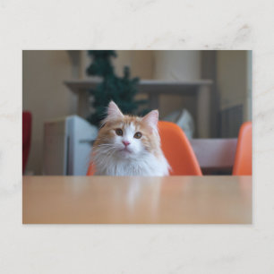 Orange-weiße Langhaarkatze Postkarte