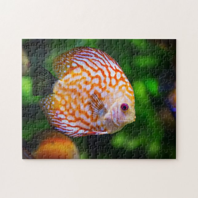 Orange White Discus Fish Aquarium Foto (Horizontal)