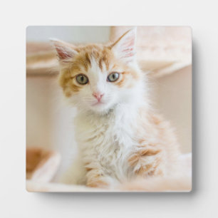 Orange & White Kitten Fotoplatte