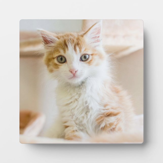 Orange & White Kitten Fotoplatte (Vorderseite)