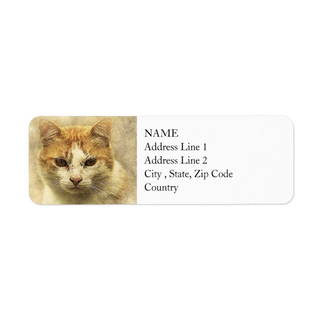 Orange & White Kitty | ABSTRAKT | Wasserfarbe (Vorne)