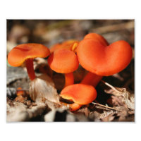 Orange Wild Mushrooms 10x8 Natur