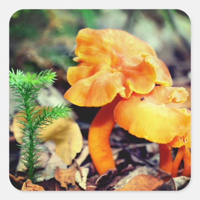 Orange Wild Mushrooms Nature Quadratischer Aufkleber (Vorderseite)