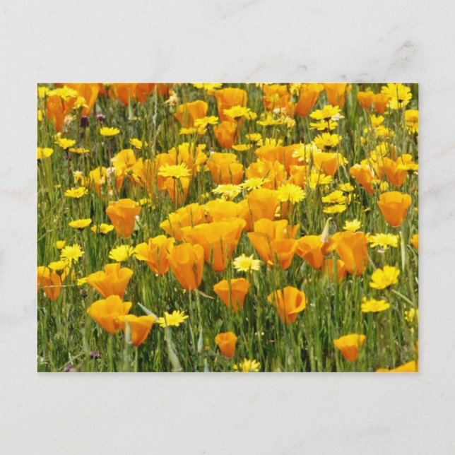 Orange Wildblume field in Bear Valley, Kalifornien Postkarte (Vorderseite)