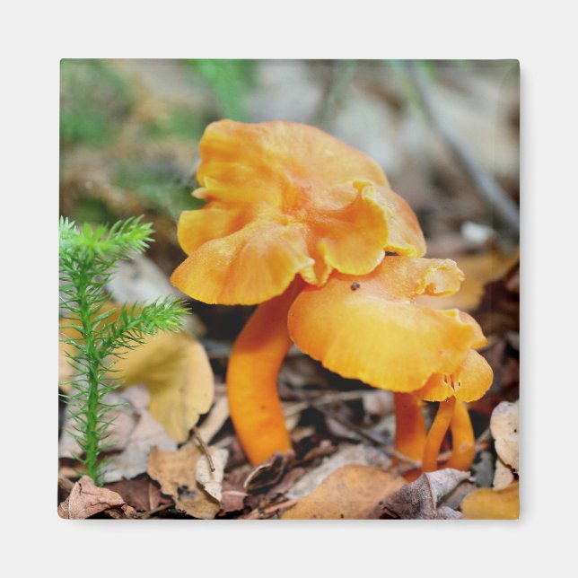 Orange wilder Pilz-Natur-Fotografie-Magnet Magnet (Vorne)