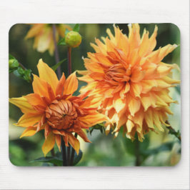 Orange & Yellow Dahlia Blume im Wisley Gardens Mousepad