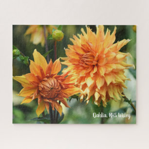 Orange & Yellow Dahlia Garden Blume RHS Wisley