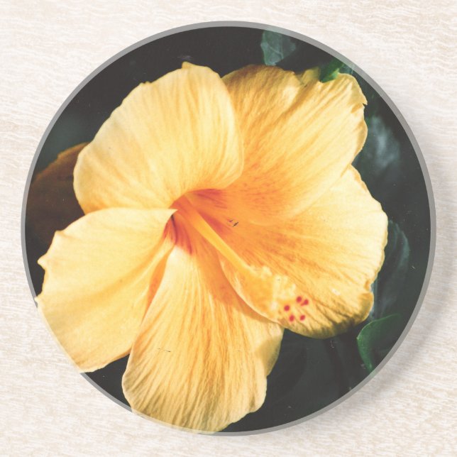Orange Yellow Hibiskus Blume Untersetzer (Vorne)