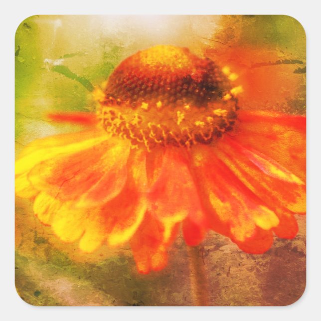 Orange Yellow Zinnia Blume Art Quadratischer Aufkleber (Vorderseite)