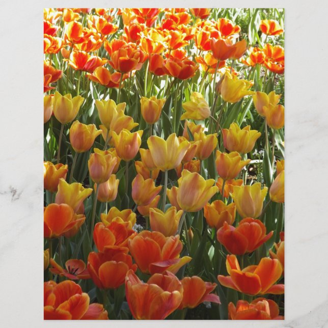 Orange-&-Yelow-Tulips.jpg (Vorderseite)