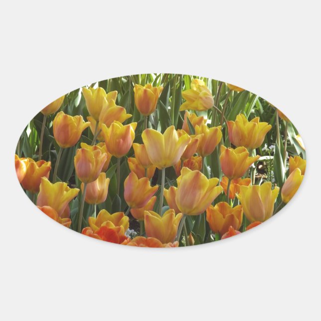 Orange-&-Yelow-Tulips.jpg Ovaler Aufkleber (Vorderseite)
