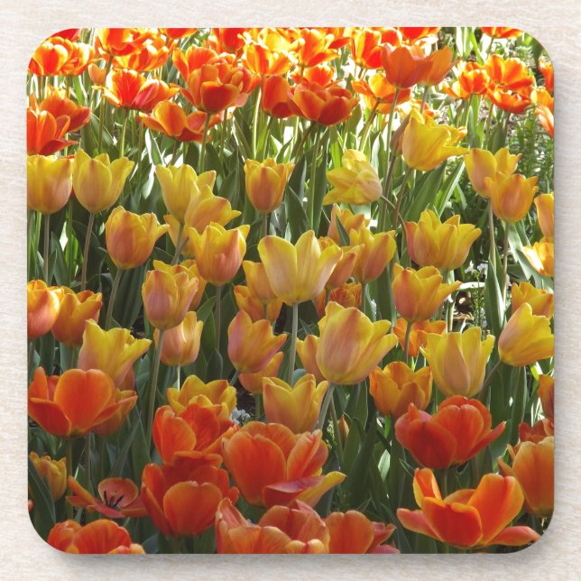 Orange-&-Yelow-Tulips.jpg Untersetzer (Vorderseite)