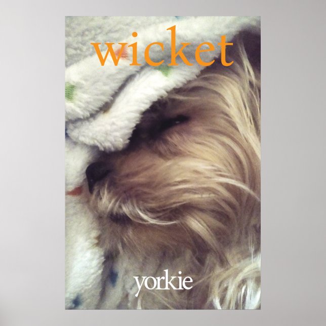 Orange Yorkie Name & Foto Poster (Vorne)